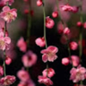 Meet your Posher, Earleen